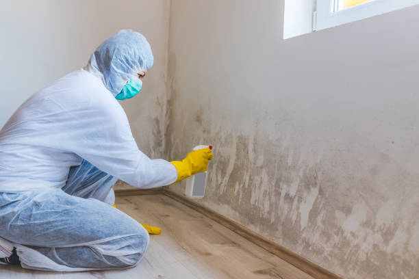 Licensed Commercial Mold Remediation service in Carr, CO - WQB Mold Removal
